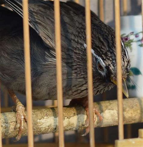 畫眉鳥可以養嗎|新手不知道如何養好畫眉鳥？做好這38點讓你養出好鳥！